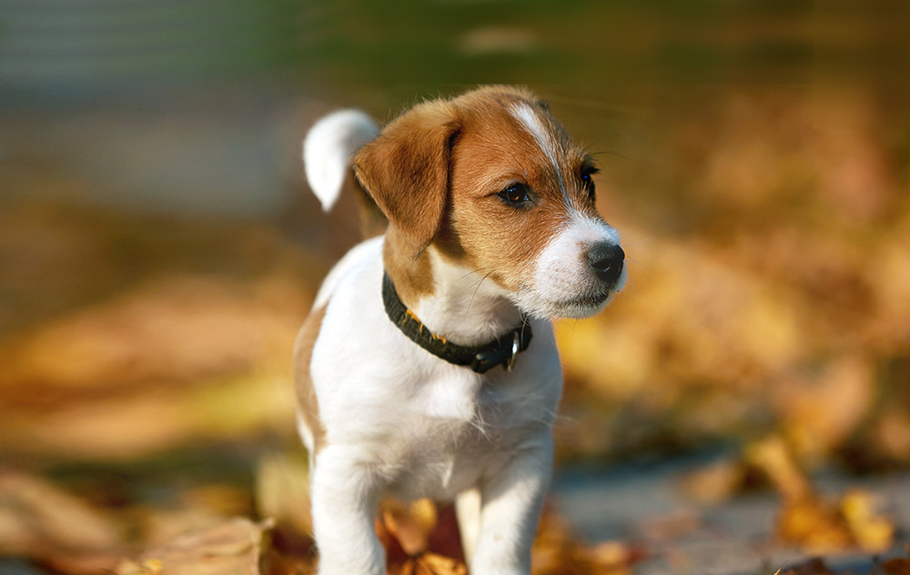 La crescita del cucciolo… un’avventura straordinaria