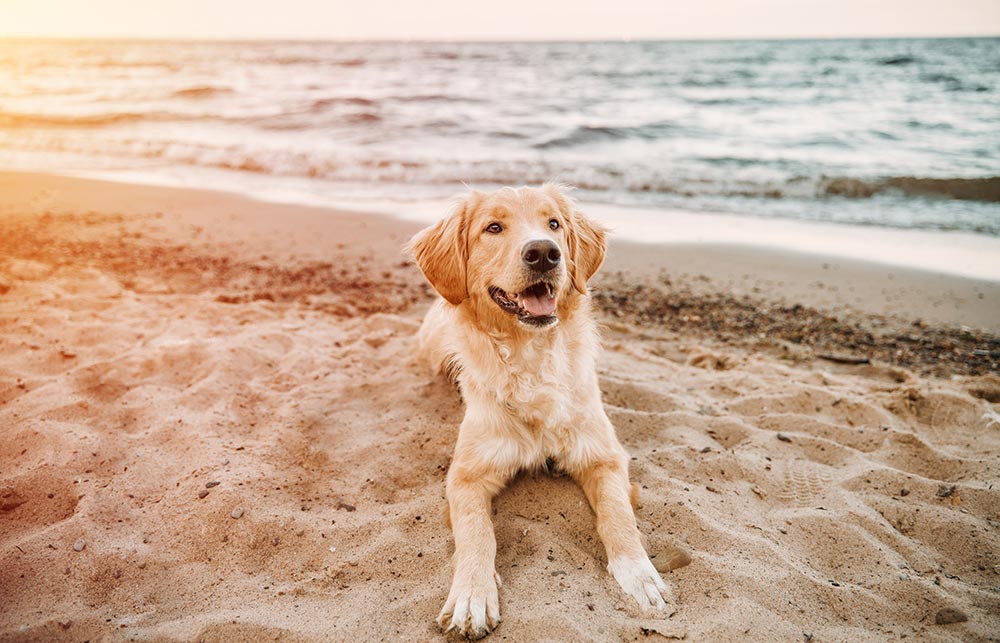 Come proteggere il tuo animale dal caldo estivo