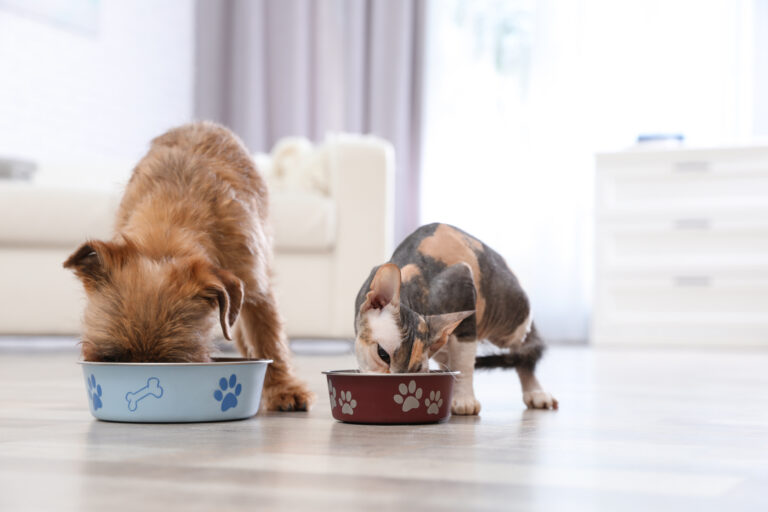 Le minacce al benessere del tuo cane